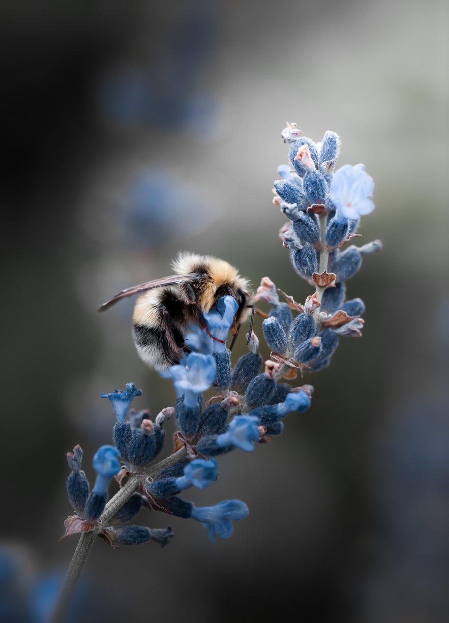 Interview with Peter Wyss Interview with Peter Wyss