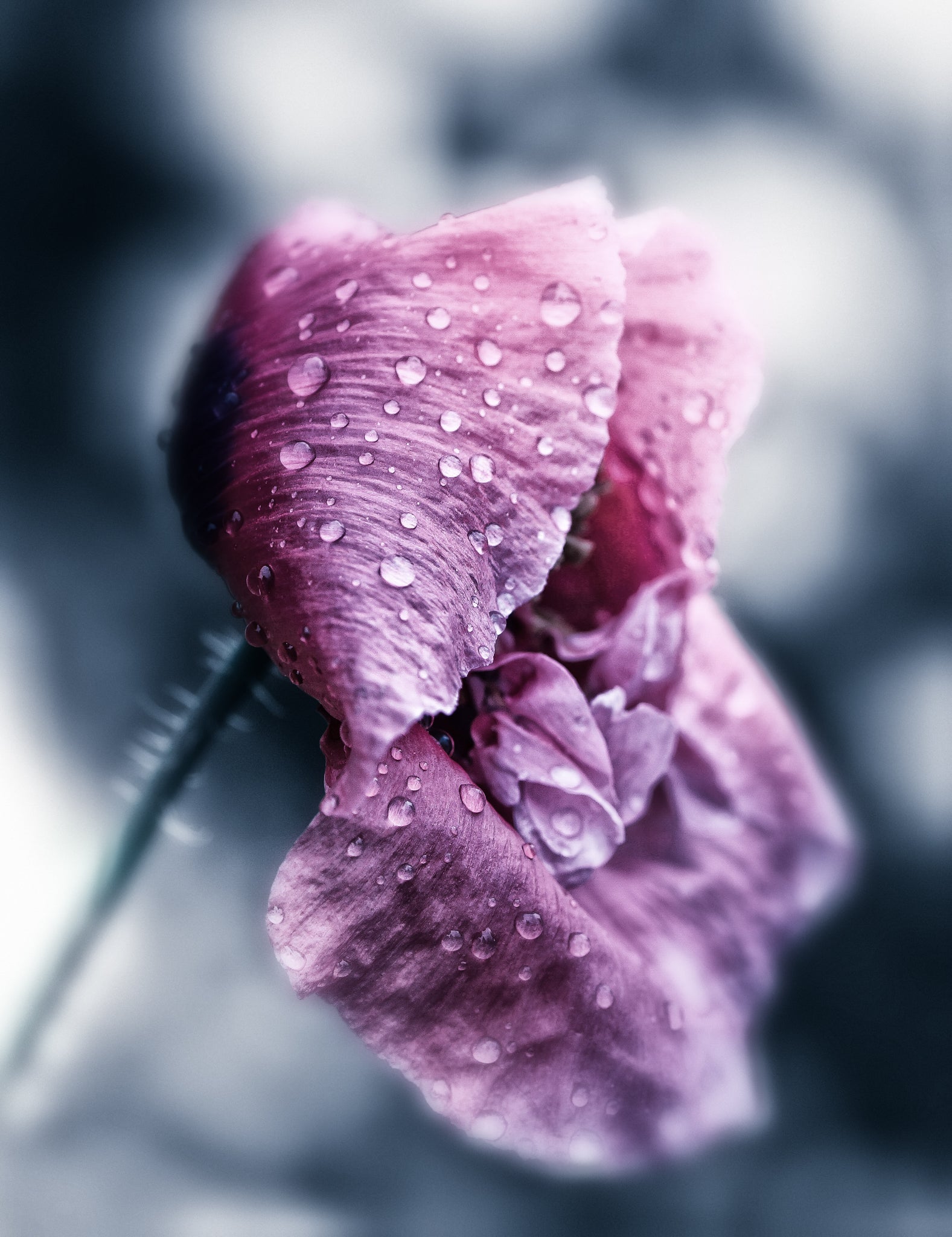 Interview with Peter Wyss