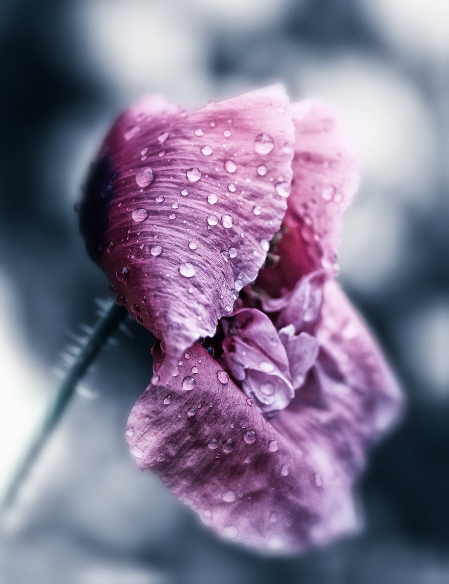 Interview with Peter Wyss Interview with Peter Wyss