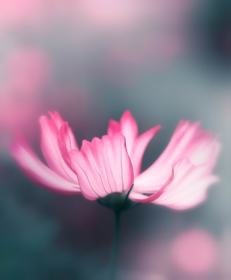 Interview with Peter Wyss Interview with Peter Wyss