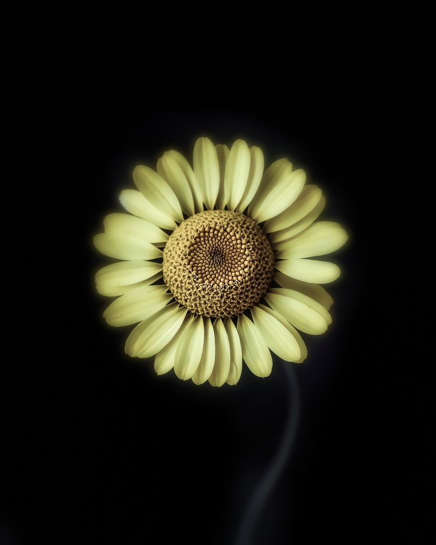 Interview with Peter Wyss Interview with Peter Wyss