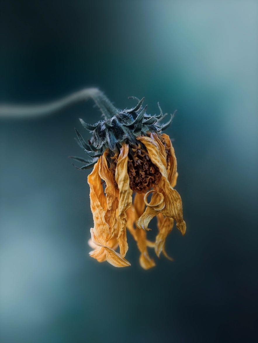 Interview with Peter Wyss Interview with Peter Wyss