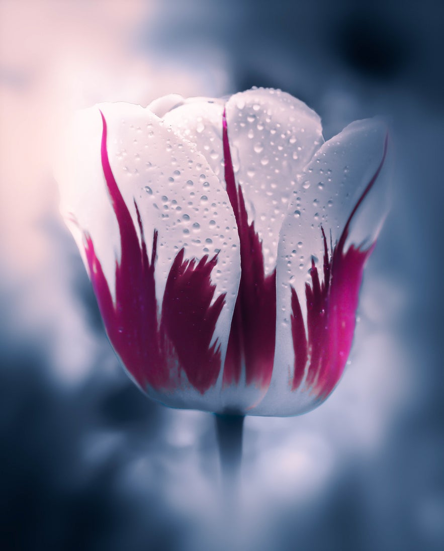 Interview with Peter Wyss Interview with Peter Wyss