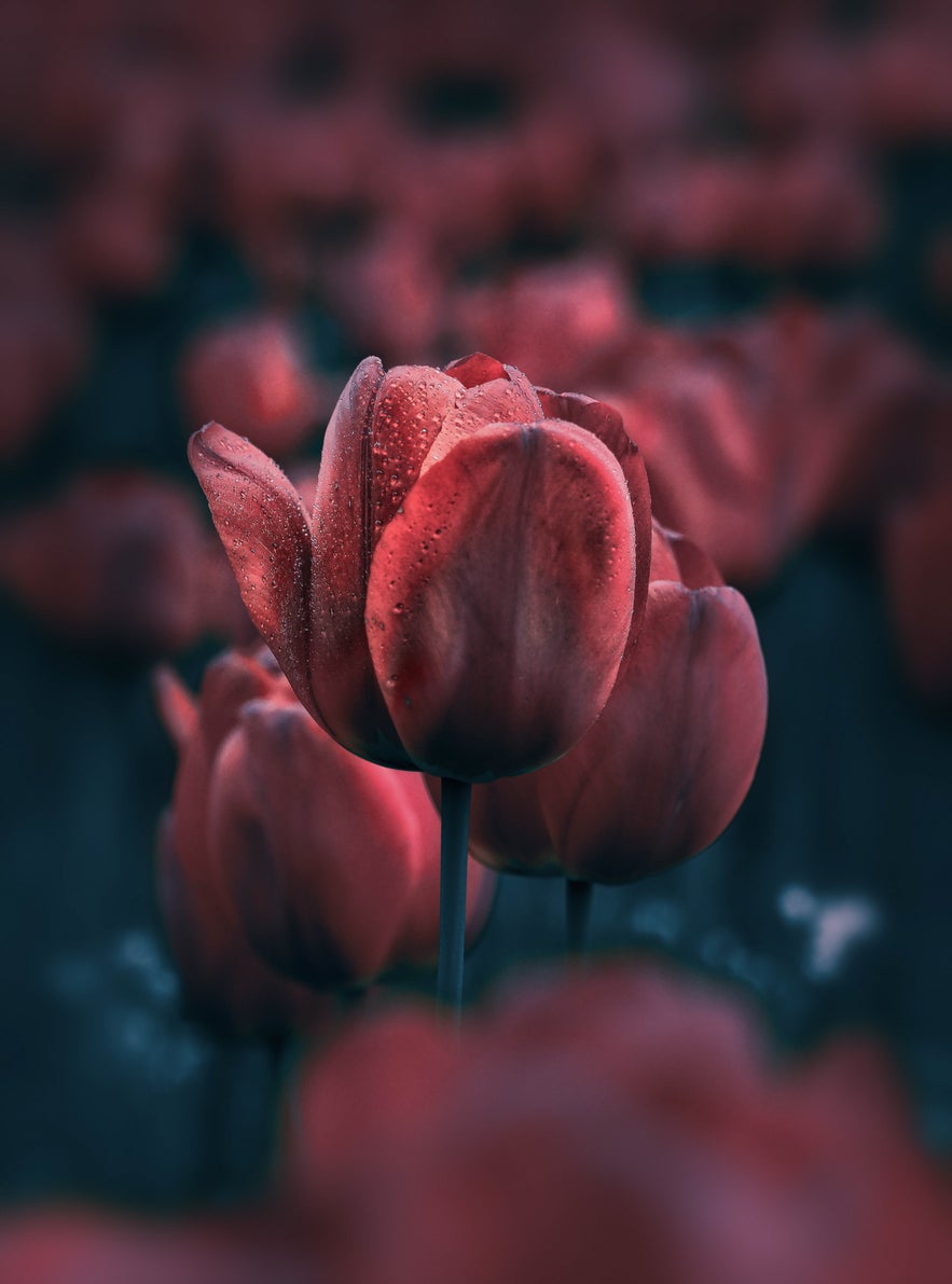 Interview with Peter Wyss Interview with Peter Wyss