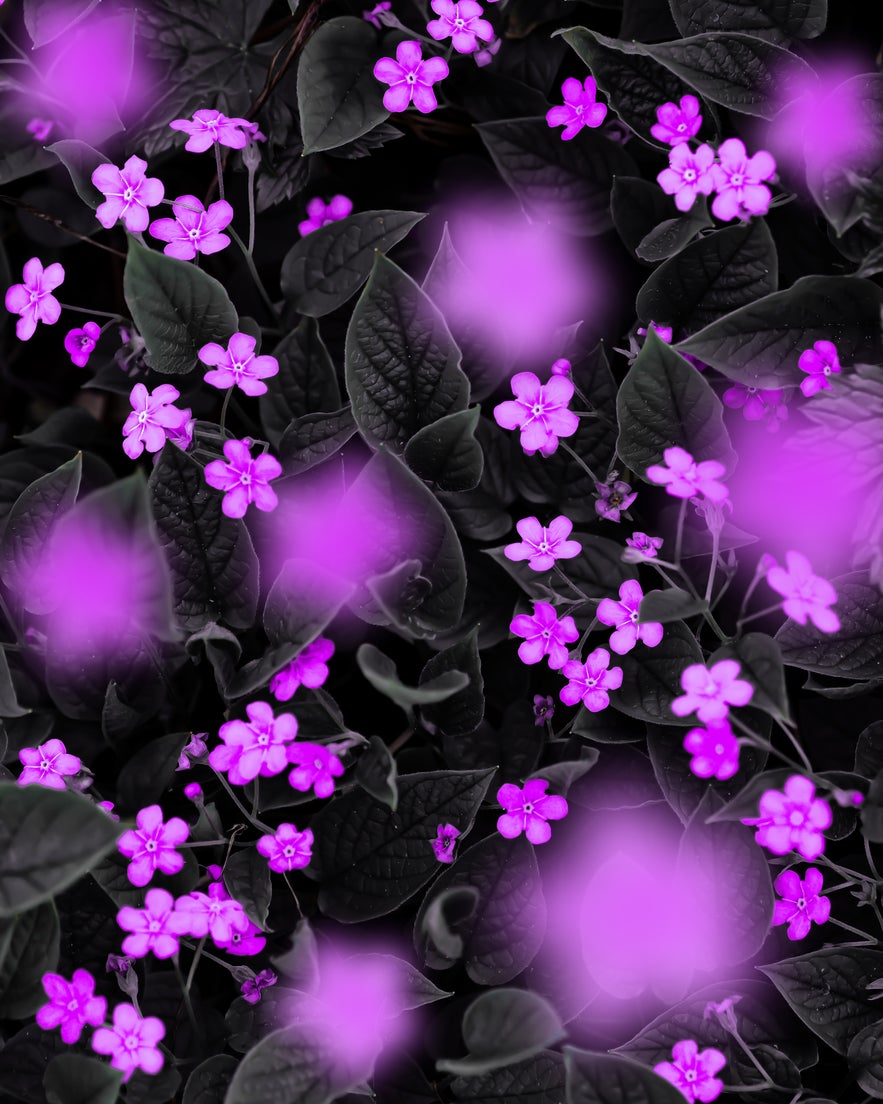 Interview with Peter Wyss Interview with Peter Wyss