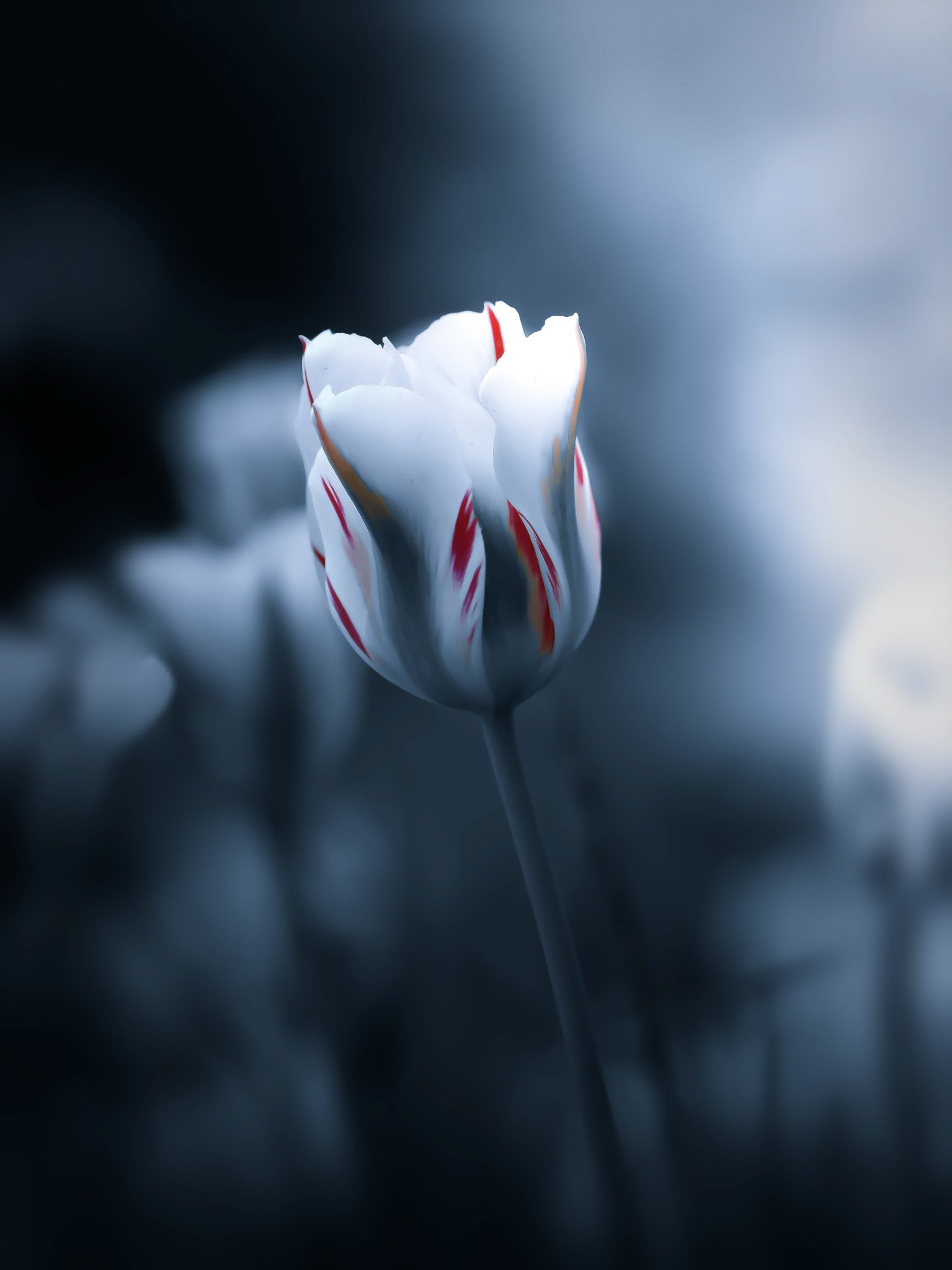 Interview with Peter Wyss