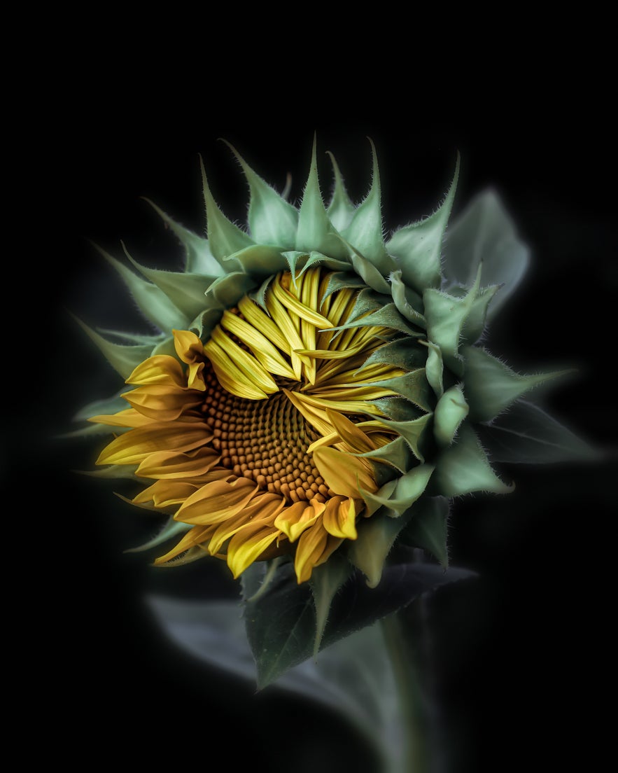 Interview with Peter Wyss Interview with Peter Wyss