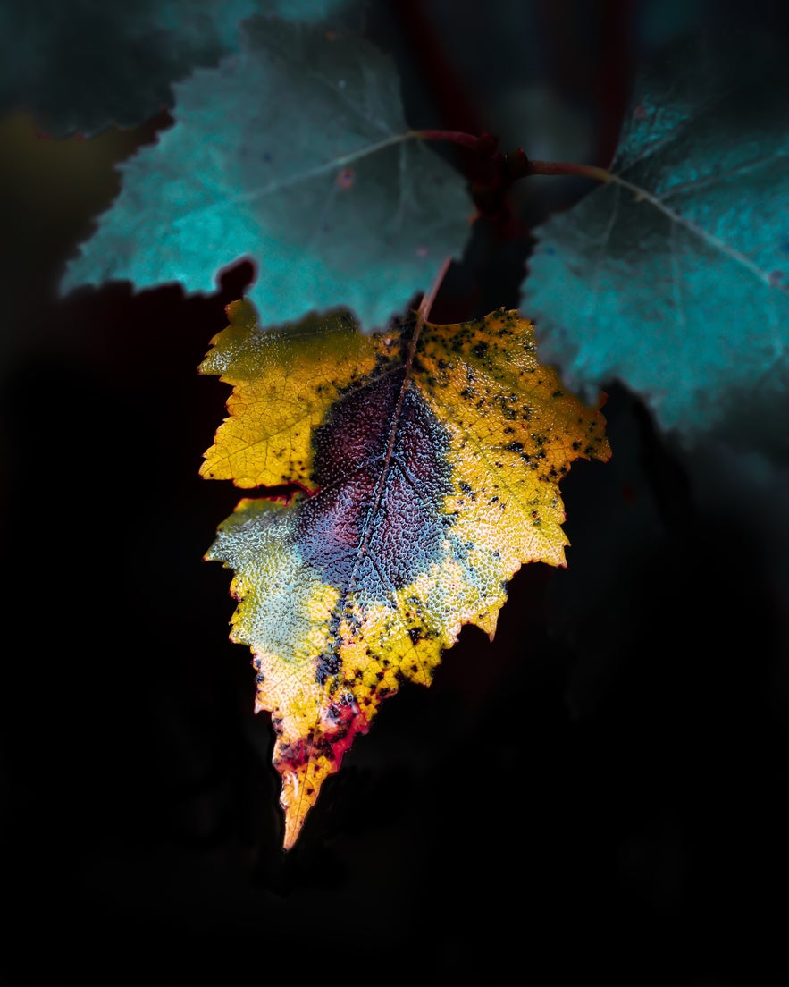 Interview with Peter Wyss Interview with Peter Wyss