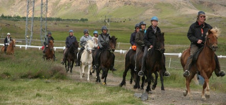 A guided horse riding tour is an excellent way to interact with friendly Icelandic horses while enjoying magnificent countryside scenery.