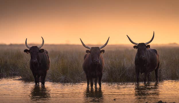 White Horses of Camargue | 5 Day Photo Tour in France