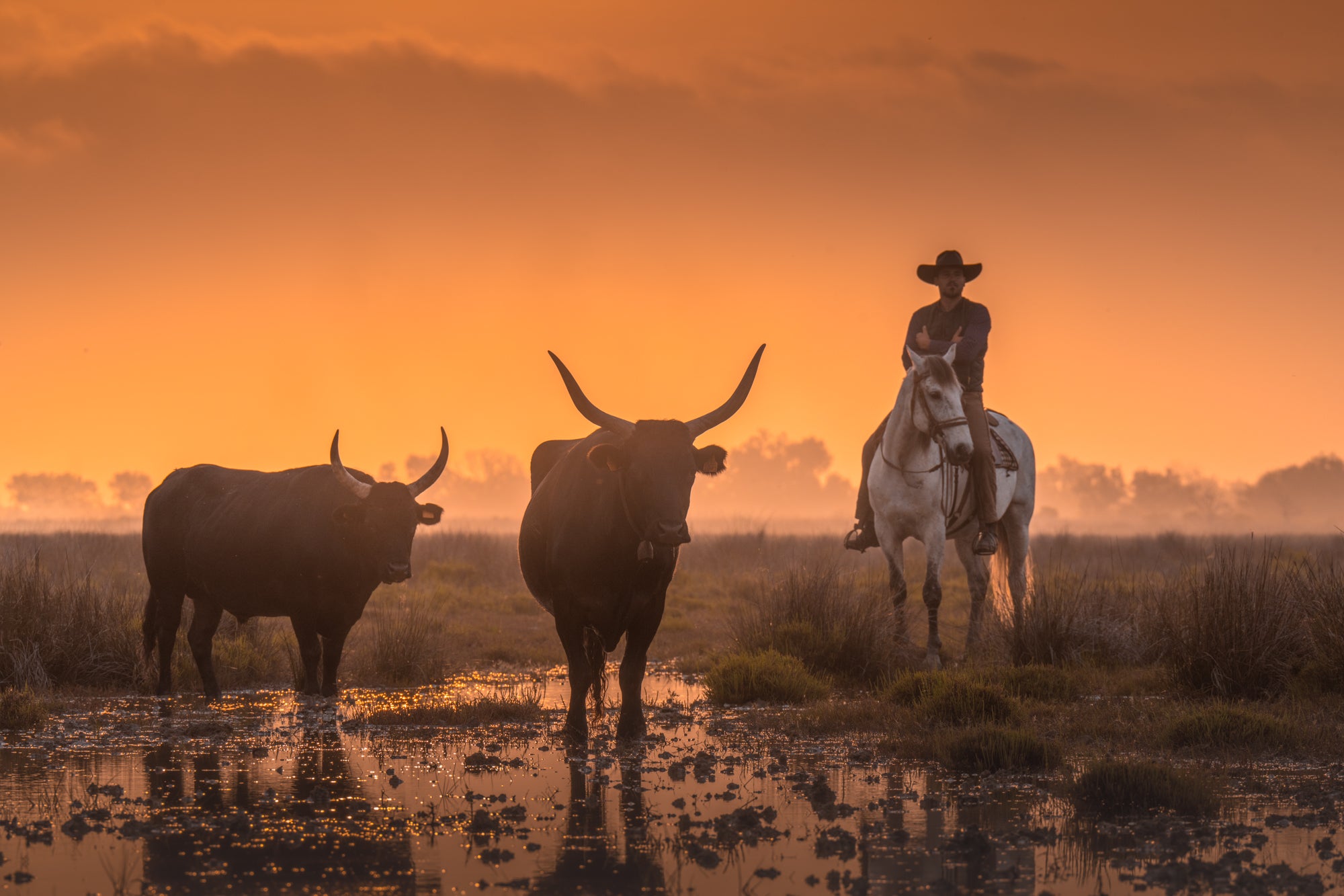 White Horses of Camargue | 5 Day Photo Tour in France