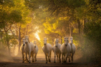 White Horses of Camargue | 5 Day Photo Tour in France - day 2