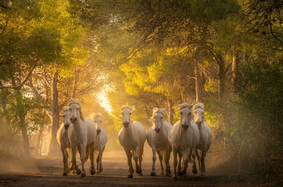 White Horses of Camargue | 5 Day Photo Tour in France - day 2
