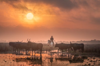 White Horses of Camargue | 5 Day Photo Tour in France - day 4