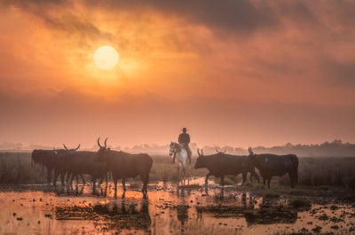 White Horses of Camargue | 5 Day Photo Tour in France - day 4