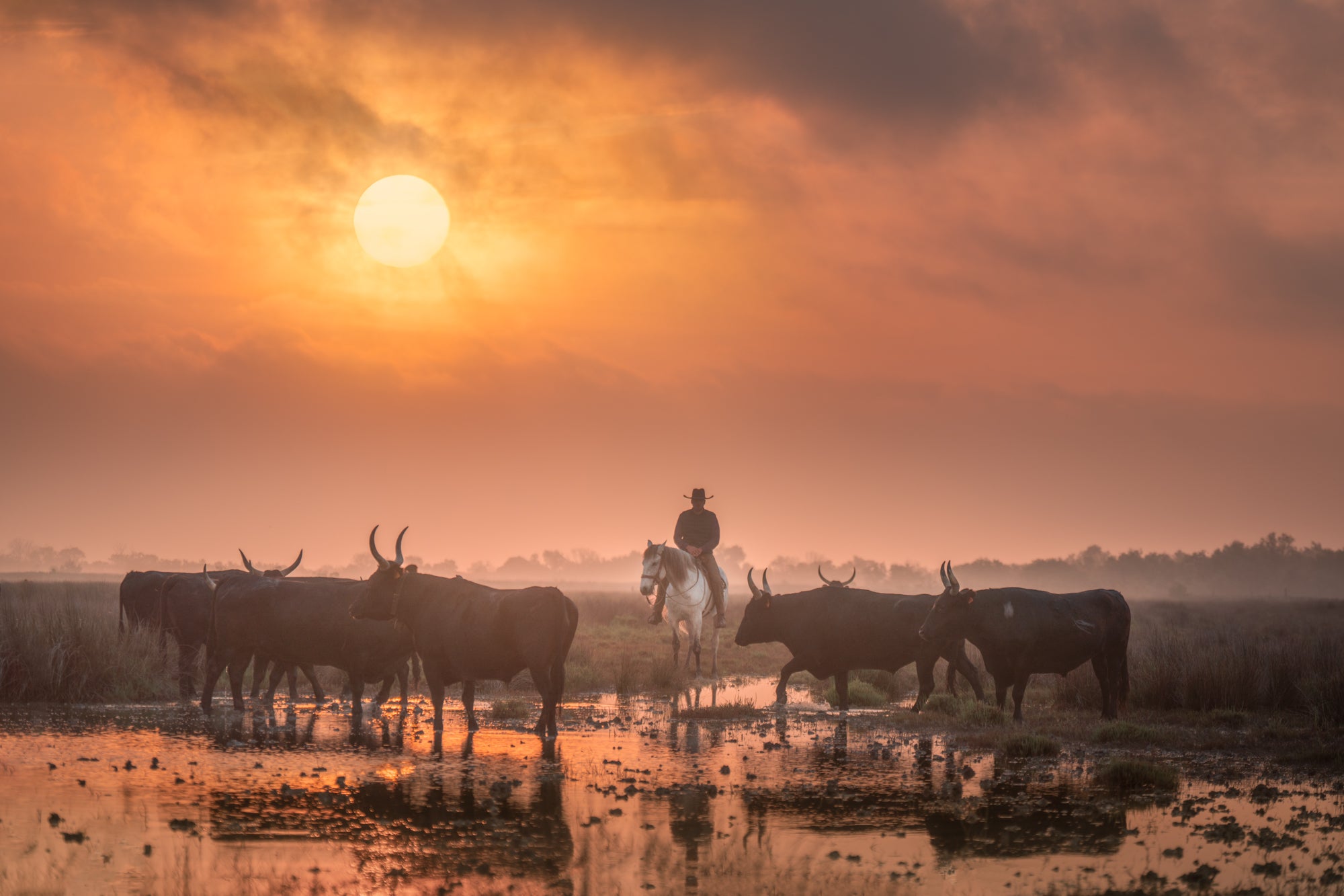 White Horses of Camargue | 5 Day Photo Tour in France - day 4