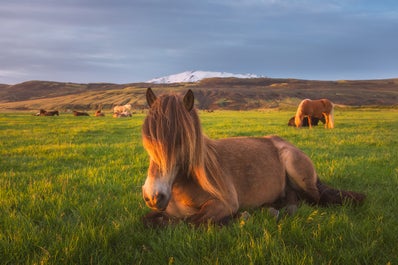 Horses relax before the enormous Snaefellsjokull glacier.