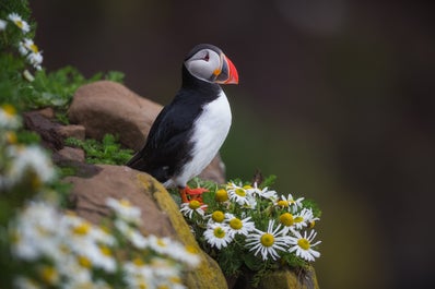 A puffin, surrounded by daisies, looks out at the seas from Dyrholaey.