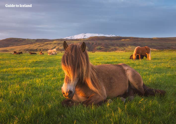 Icelandic horses are small and sturdy, well adapted to the harsh climate, and known for their calm and playful temperaments.