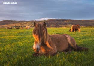 Stunning 9.5-Hour Horse Riding and Golden Circle Tour with Transfers from Reykjavik