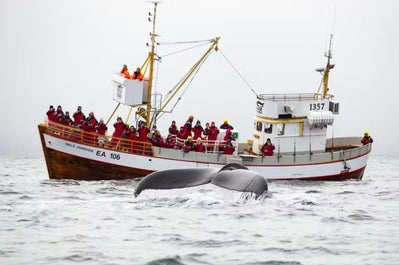 Captivated by the graceful dance of Humpback Whales as they surface and dive, a mesmerizing moment on the open sea during our unforgettable whale watching adventure.