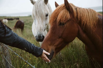 Graceful and unique, these horses showcase their distinct gaits amidst Iceland's breathtaking landscapes.