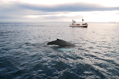 Setting sail into the vast ocean expanse, eager eyes await the majestic marine giants as they breach the surface in a mesmerizing display.