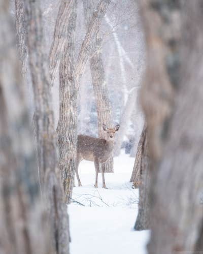 8 Day Hokkaido Photography Tour in Japan