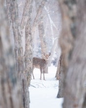 8 Day Hokkaido Photography Tour in Japan
