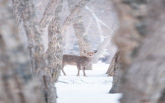 8 Day Hokkaido Photography Tour in Japan