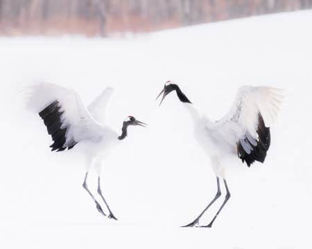 8 Day Hokkaido Photography Tour in Japan