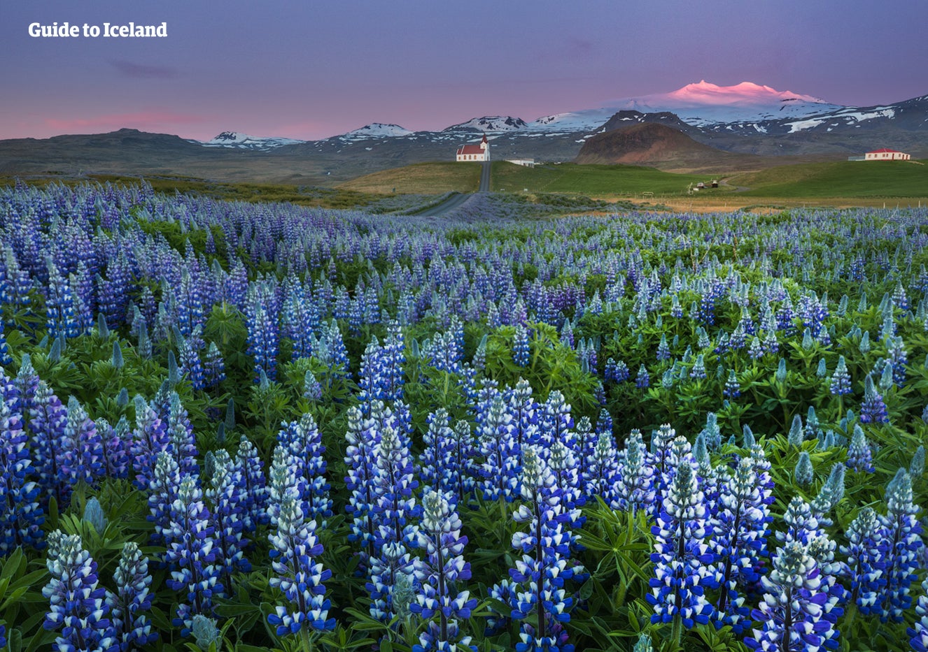 Blue lupins dot the Snaefellsnes Peninsula countryside during spring.