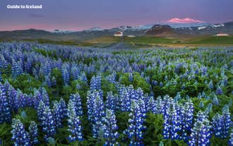 Blue lupins dot the Snaefellsnes Peninsula countryside during spring.