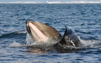 Golden Circle and Whale Watching Tour
