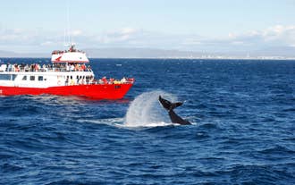 Golden Circle and Whale Watching Tour