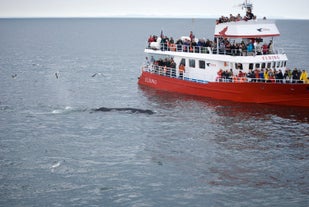 Golden Circle and Whale Watching Tour