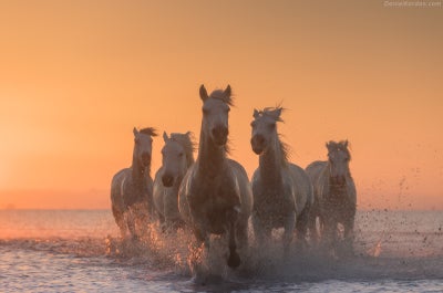 Horses of Camargue and Lavender Fields Photo Tour - day 1