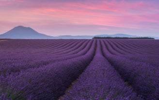 Horses of Camargue and Lavender Fields Photo Tour