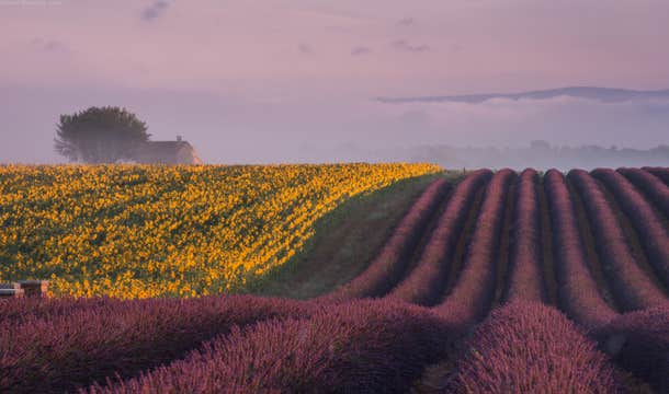 Horses of Camargue and Lavender Fields Photo Tour