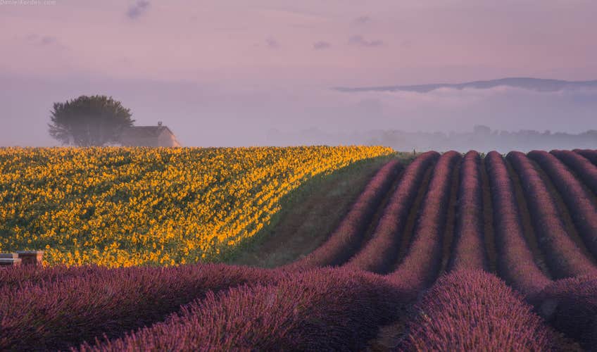 Horses of Camargue and Lavender Fields Photo Tour