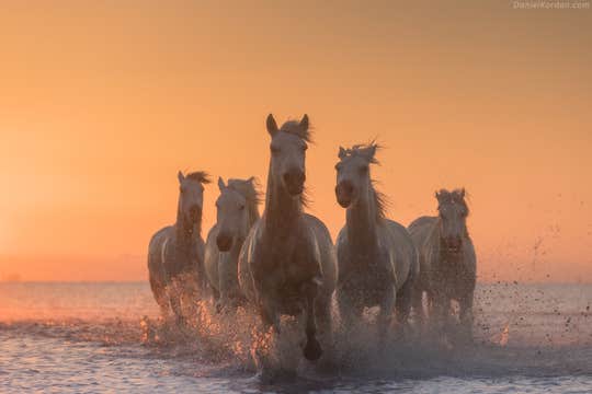 Horses of Camargue and Lavender Fields Photo Tour