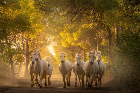Horses of Camargue and Lavender Fields Photo Tour