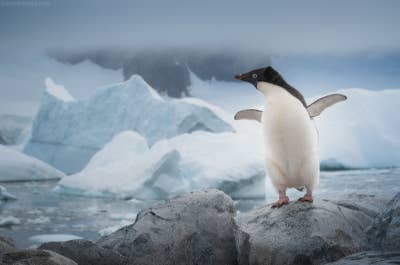 Antarctica Photography Expedition - November 19 - 30, 2025 - day 6
