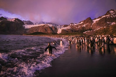 Falklands & South Georgia - Antarctica Photography Tour - day 8