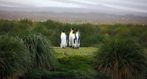 Falklands & South Georgia - Antarctica Photography Tour - day 10