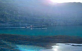 Secret Quest - Nature & Wildlife RIB Safari Private Tour in East Iceland