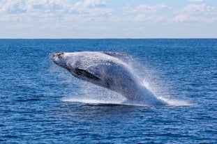 Witnessing a whale breach through the water's surface is an unforgettable experience.