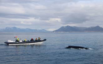 Amazing RIB Whale Watching Tour