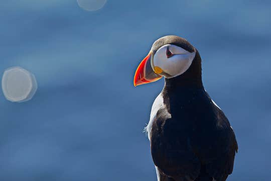 Puffin & People Watching | Reykjavik City Walk combo with Puffin Watching by Boat