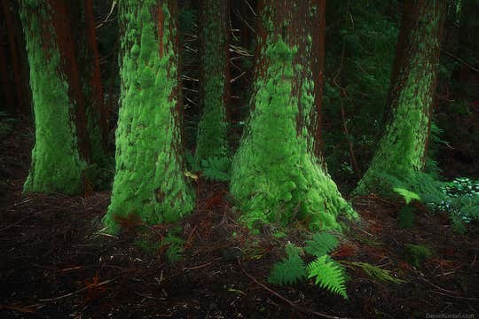 Azores Photo Tour: São Miguel and Flores Island